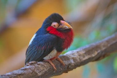 Sakallı Barbet, dalda oturan Afrikalı Barbet. Yeni Dünya ve Eski Dünya barbeküleri farklı ailelere yerleştirilse de, Barbet kuşları dünya çapında tropikal bir dağılıma sahiptir..