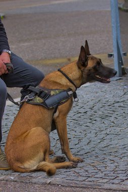 Yürüyüşe çıkmış evcil hayvan kavramı. Belçikalı Çoban Malinois şehirde. Çekici, aktif ve enerjik safkan bir köpek. Evcil hayvan.