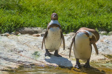 Güneşli bir kayanın üzerinde sığ bir su birikintisinin yanında iki penguen duruyor. Humboldt Pengueni orta büyüklükte bir penguendir. Şili veya Peru pengueni veya Patranka.