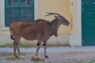 An adult Eland, the world's largest antelope, standing calmly in an urban environment. Its robust body and long spiral horns stand out against the wall. The natural grace of an animal in captivity. clipart