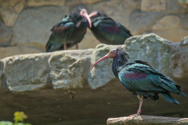 Çarpıcı bir Kuzey Kel Ibis, kendine özgü uzun kıvrımlı gagası ve siyah ve yeşil tüyleri ile. Yanardöner tüyler ışıkta parıldıyor. Arka planda iki sarmal daha var..