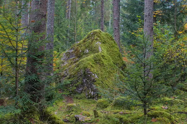 Büyük, yosun kaplı bir kaya parçası yoğun bir ormanın ortasında görkemli bir şekilde duruyor. Parlak yeşil yosun, etrafındaki ağaçların koyu kabuğuyla çelişen kayanın yüzeyini kaplar. Eski bir anıt..