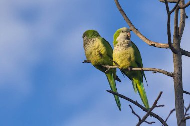 İki parlak yeşil papağan parlak mavi bir gökyüzünün altında çıplak bir dalda yan yana dururlar. Tüyleri ve canlı renkleri dingin arkaplanda göze çarpar..