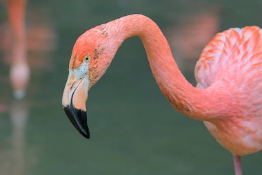Flamingonun zarif boyun kıvrımları canlı pembe tüylerini sergiliyor. Kuş gözü, parlak bir nokta, dingin bir yoğunlukla bakar. Kuşun eşsiz gagası inanılmaz bir tasarım sergiliyor..
