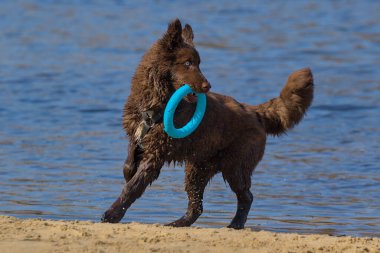 Yumuşak, koyu kahverengi bir Avustralya çoban köpeği göl kenarında mavi halkalı bir oyundan zevk alır. Neşeli yavru kumların üzerinde mutlu bir şekilde koşar, etrafa su saçar. Mavi gözleri enerji ve neşeyle parıldıyor.