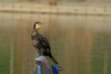 Koyu tüylü bir karabatak ve yıpranmış mavi metal bir yapıda sarı bir boğaz yaması. Arkasındaki sakin su, altın ve yeşilin yumuşak tonlarını yansıtıyor. Her şeyi izliyor, hareketsiz ve tetikte..