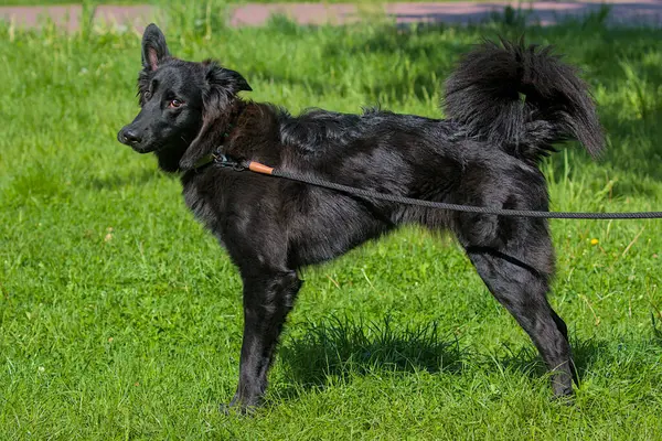 Bu çarpıcı Mudi canlı yeşil bir çimenlikte tetikte duruyor. Kalın, kıvırcık siyah kürkü ve gür kuyruğu ayırt edici özelliklerdir. Kıvrık kuyruk ve keskin gözler onun enerjik ruhunu işaret ediyor..