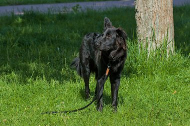 Bu çarpıcı Mudi canlı yeşil bir çimenlikte tetikte duruyor. Bakışları uzaktaki bir şeye kilitlenmiş. Köpekler yeşil çimlerin üzerinde parıldıyor.. 