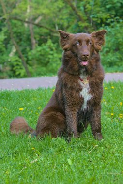 Yumuşak kahverengi bir Border Collie karışımı çimlerin üzerinde gururla durur. Parlak gözleri ve büyük kulakları dikkat ve çekicilik gösteriyor. Beyaz bir kürk parçası göğsünü onur nişanı gibi işaretliyor..