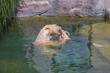 Gölette oturan görkemli bir kutup ayısı doyurucu bir yemeğin tadını çıkarıyor. Ayının beyaz kürkü kısmen suya batmış. Ayının güçlü çenesi bir parça yiyeceğe sıkıştı..