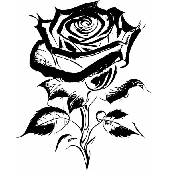 这个精美的玫瑰矢量图解捕捉了心爱的花朵永恒的美丽和魅力 — 图库矢量图片