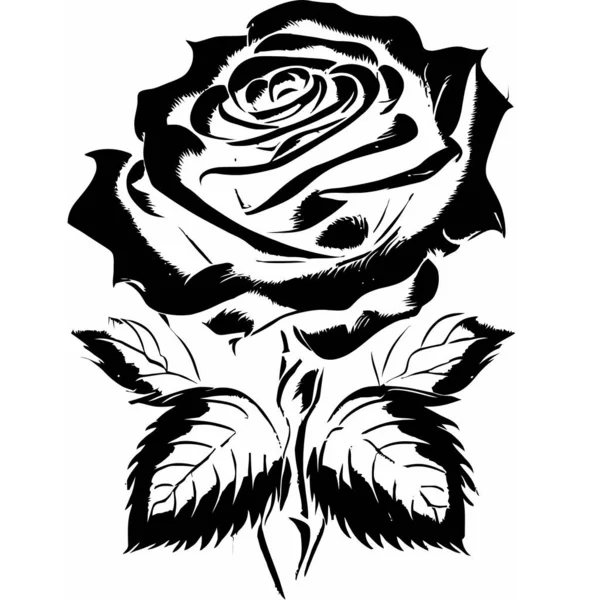 Изысканная Векторная Иллюстрация Роз Отражает Вечную Красоту Чары Любимого Цветка — стоковый вектор