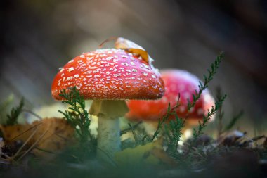 Kozalaklı bir ormanda büyüyen mükemmel bir çift. Güzel ve zehirli mantarlar agarik uçar..