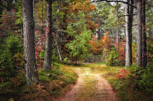 Ein Spaziergang Herbstlichen Wald Goldener Herbst Die Bunten Bäume Wildtiere — Stockfoto