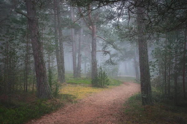 Verano Bosque Coníferas Niebla — Foto de Stock