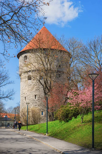 Det Finns Färgstark Vår Gamla Tallinn Rosa Sakura Bredvid Tornet — Stockfoto