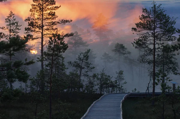 Beautiful Fabulous View Swamp Early Morning Sunrise Swamp Fog — Stock Photo, Image