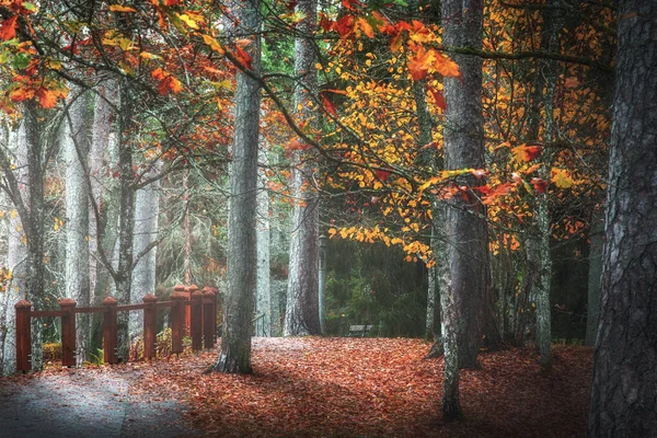 Keila Joa Güzel Bir Sonbahar Parkı Ormanda Altın Sonbahar — Stok fotoğraf