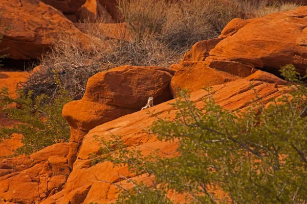 Esquilo Cauda Branca Ammospermophilus Leucurus Rochas Vermelhas Valley Fire State — Fotografia de Stock