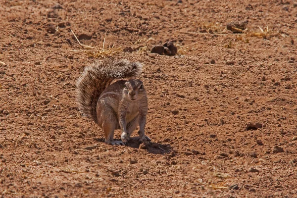 Cape Ground Squirrel Xerus Inauris Uses Fluffy Tail Create Shade — Stock Photo, Image