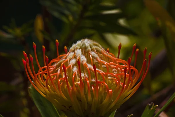 Jediný Květ Pincusion Leucospermum Cordifolium Květu — Stock fotografie