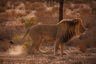Erkek Aslan (Panthera leo) Güney Afrika 'daki Kgalagadi Trans Sınır Parkı' ndaki bölgesini işaretliyor.