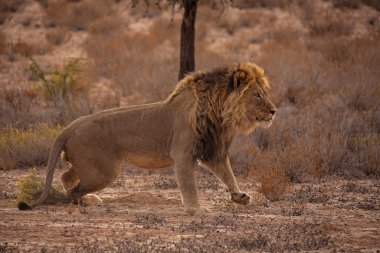 Erkek Aslan (Panthera leo) Güney Afrika 'daki Kgalagadi Trans Sınır Parkı' ndaki bölgesini işaretliyor.