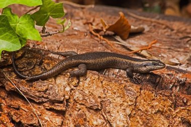 Benekli Kaya Kayalığı (Trachylepis punctatissima) bir kütüğün üzerinde güneşleniyor