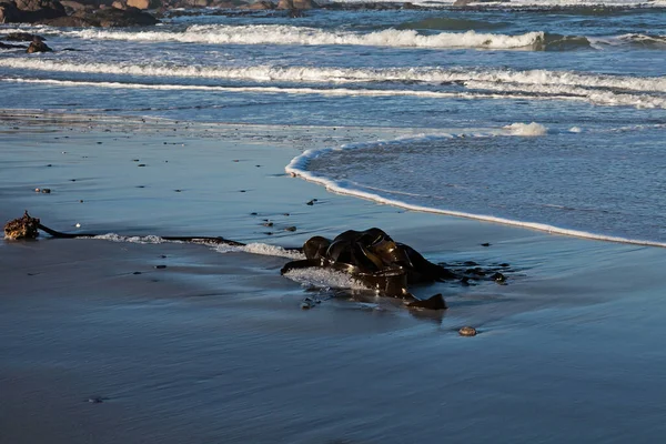 Ecklonia Maxima 無人島に洗浄Namaqualandビーチ ロイヤリティフリーのストック画像