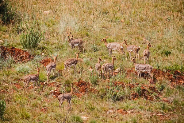 Mountain Reedbuck ( Redunca fulvorufula) grazing in an inner city reserve in Johannesburg