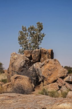 Namaqua Rock Fig (Ficus cordata), Güney Afrika 'nın Batı Cape Eyaleti' nden Güney Angola 'ya kadar Afrika' nın kurak Güney Batı bölgesinde bulunan küçük ve yenilebilir meyveler taşır.