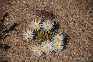 Bright white springflowers of the Laprantus species in the Namaqua National Park in South Africa