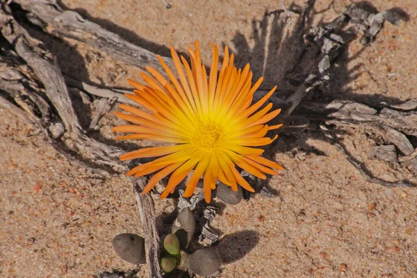 Jasnopomarańczowy Kwiat Lapranthus Aureus Parku Narodowym Namaqua Republika Południowej Afryki — Zdjęcie stockowe
