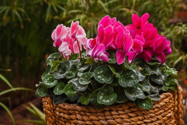Bir sepette pembe Siklamen çiçeklerinin farklı tonları