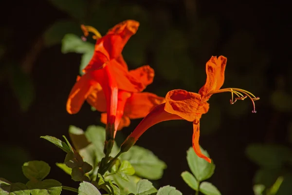 Bright Orange Flowers Cape Honeysuckle Tecomaria Capensis Dark Background — Stock Photo, Image