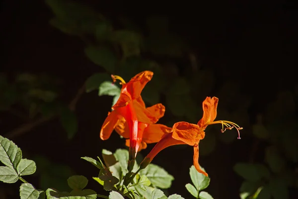 Fényes Narancssárga Virágok Cape Honeysuckle Tecomaria Capensis Sötét Alapon — Stock Fotó