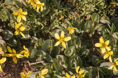 Roepera 'nın sarı çiçekleri Namaqualand' ın batı kıyısında.