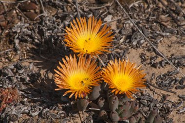 Çiçekteki Glottiphyllum cinsinin dil yapraklı sulu. Namaqua Ulusal Parkı. Güney Afrika