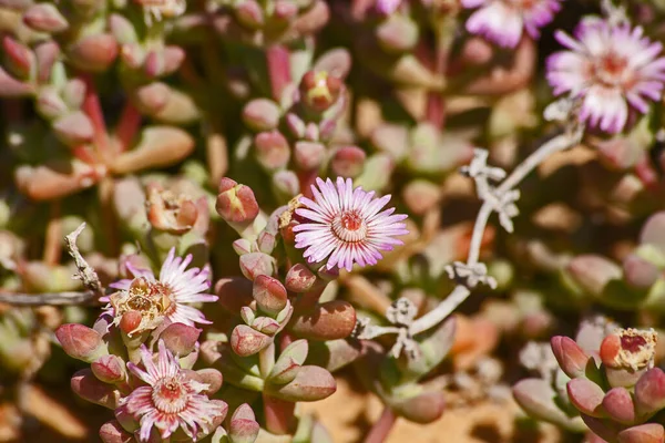 Pink Spring Flowers Namaqualand Succulent Plant Namaqua National Park South — Stock Photo, Image