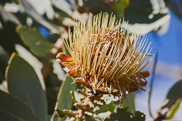 Dry Flowerhead Clanwilliam Sugarbush Protea Glabra Containing Seeds Waiting Next — Stock Photo, Image