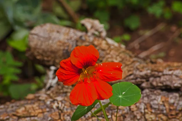 庭の一つの花 Nasturtium Tropaeolum Majus — ストック写真