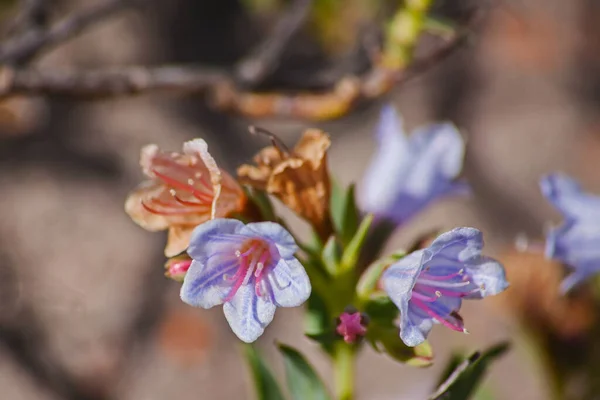피자마 Lobostemon Fruticosus 분홍빛 과푸른 식물의 의학적 특성때문에 치료하는 이름이 — 스톡 사진