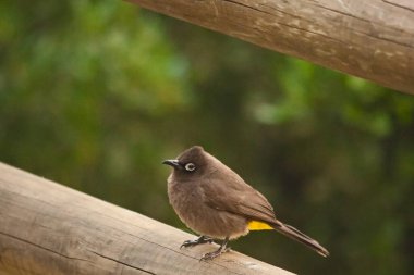 Cape Bulbul (Pycnonotus capensis), Güney Afrika 'da yer alan bir şehirdir..