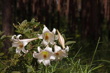 Tayvan 'dan gelen St. Josephs Lily formozanyumu, Güney Afrika' da bir çam tarlasında yetişiyor..