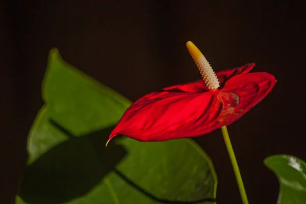 Eine Einzelne Rote Blüte Von Anthurium Andraeanum Isoliert Vor Schwarzem — Stockfoto