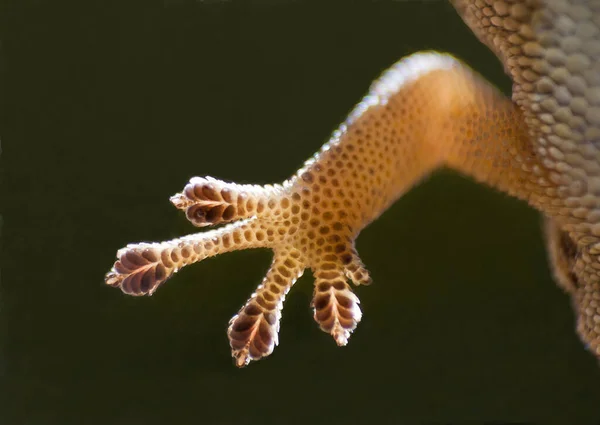 Makroaufnahme Der Unterseite Des Fußes Eines Kapzwergengeckos Durch Ein Fenster — Stockfoto