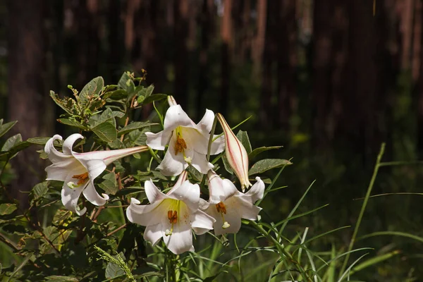 Josephs Lily Lilium Formosanum Originário Taiwan Cresce Selvagem Uma Plantação Imagem De Stock
