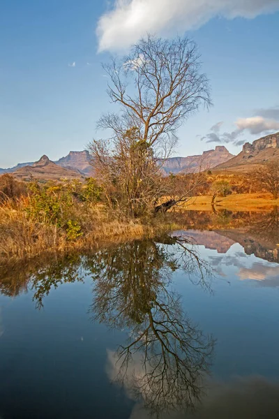 Poranne Odbicia Gór Drzew Spokojnym Jeziorze Drakensberg Parku Narodowym Royal — Zdjęcie stockowe