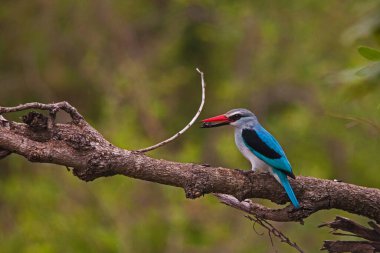 Kruger Ulusal Parkı 'nda böcek avıyla birlikte Woodland Kingfisher (Halcyon Senegalensis). Güney Afrika