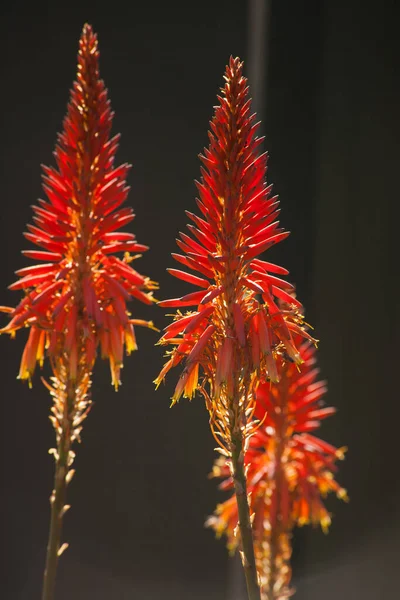Backlit Flowers Aloe Arborescens Dark Background — Stock Photo, Image